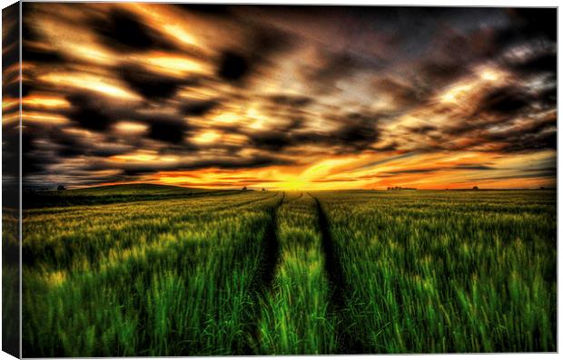  Field on fire Canvas Print by Lorraine Paterson