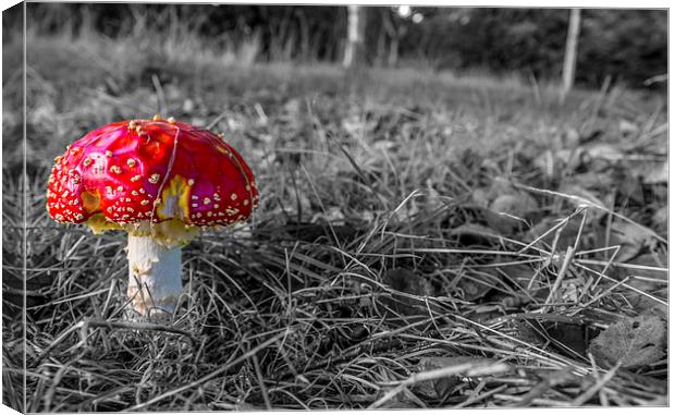 Amanita Canvas Print by Laco Hubaty