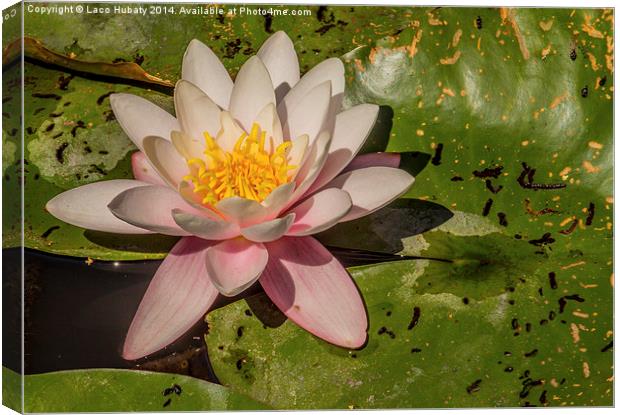Pink water lilies Canvas Print by Laco Hubaty