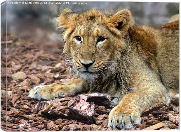 Lion cub contemplating leftovers Canvas Print by Mick Both