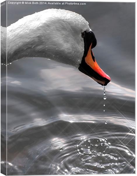 Swans Head Canvas Print by Mick Both