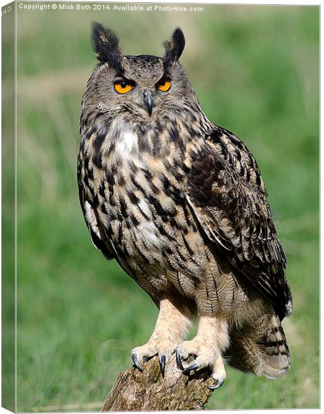 Eagle Owl Canvas Print by Mick Both