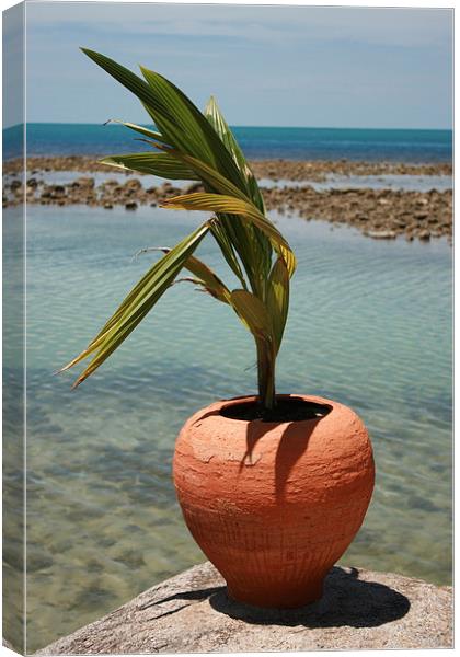 Pot on the Rock Canvas Print by Callum Paterson