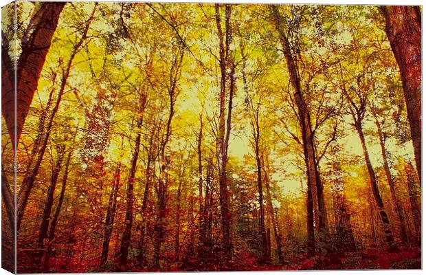 Autumn Warmth Canvas Print by Adrian Bollans