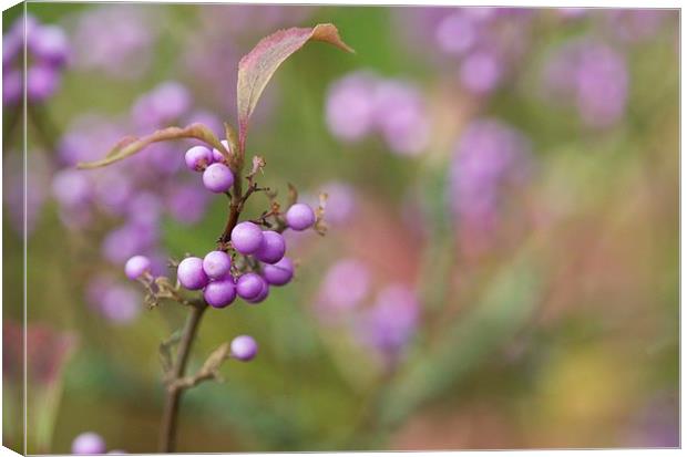 Japanese Beautyberry Canvas Print by Maggie Railton
