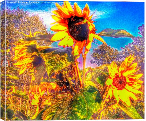  Sunflowers in the breeze Canvas Print by Carmel Fiorentini