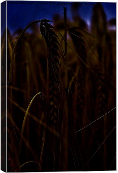  Midnight Wheat field Canvas Print by Carmel Fiorentini