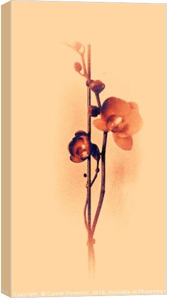Golden Orchid Canvas Print by Carmel Fiorentini