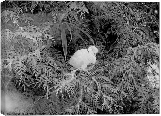 Dove on frosty morn Canvas Print by Carmel Fiorentini