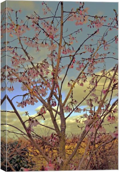Apple Blossom Canvas Print by Carmel Fiorentini