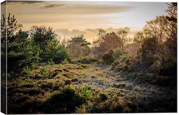 Hazy Sunset Over Kelling Heath Canvas Print by matthew  mallett