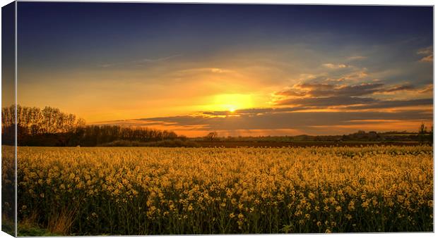 Sunset over the Yellow Fields Canvas Print by matthew  mallett