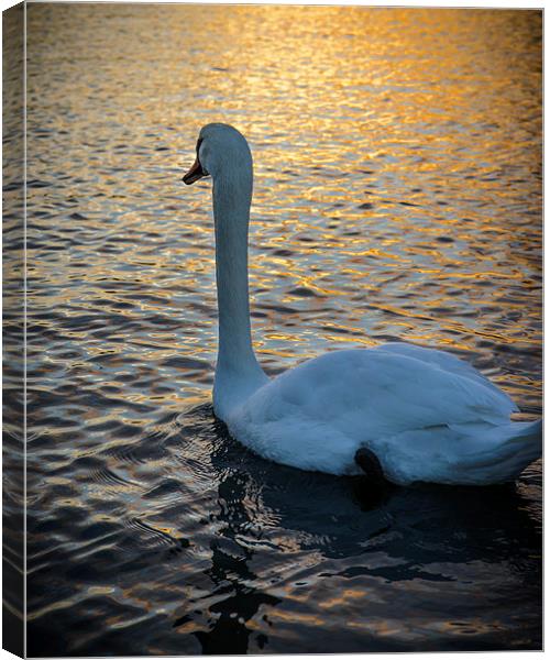 Swan Watching the Sunset Canvas Print by matthew  mallett