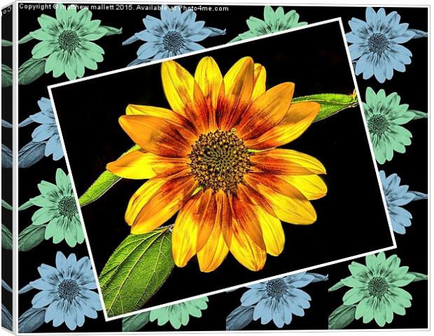  Sunflower on a Rainy Day Canvas Print by matthew  mallett