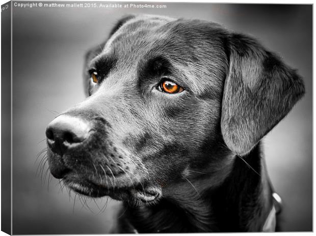  For The Love Of Labradors Canvas Print by matthew  mallett