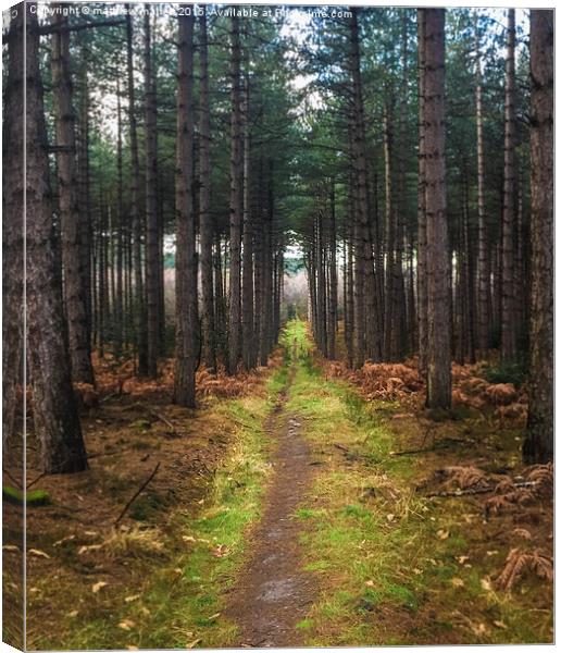  Forest pathway to? Canvas Print by matthew  mallett