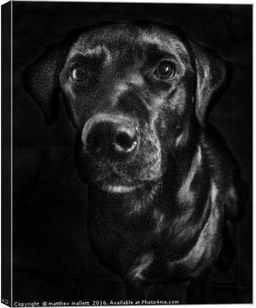 Labrador in Black and White Canvas Print by matthew  mallett