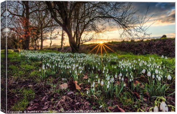 Early Spring Snowdrops Of Kirby Le Soken Canvas Print by matthew  mallett