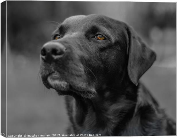 A Labradors Expression Canvas Print by matthew  mallett