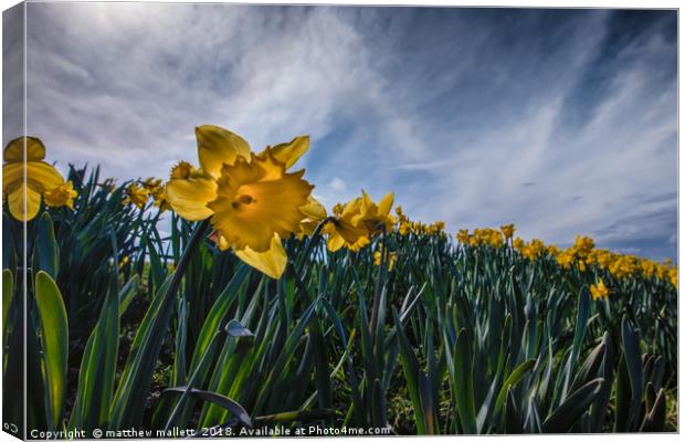 Sunny Daffodil Changing Weather Canvas Print by matthew  mallett