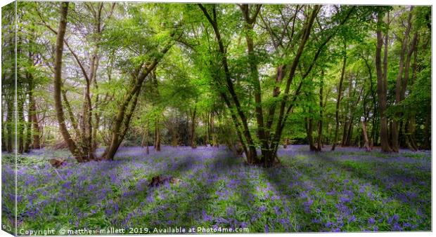 Bliuebells in Essex Canvas Print by matthew  mallett