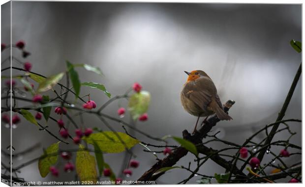  Christmas Festive Robin Canvas Print by matthew  mallett