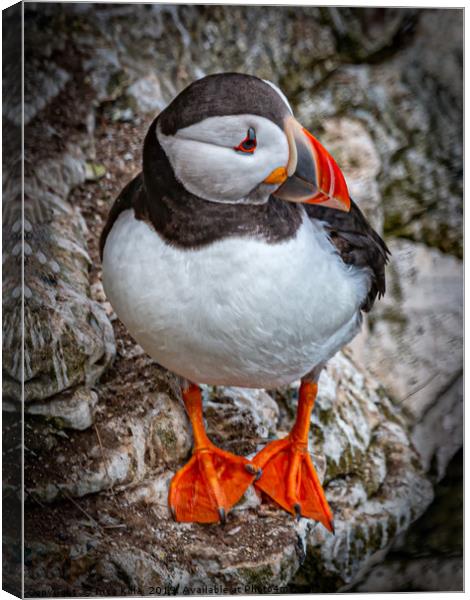 The Posing Puffin Canvas Print by Inca Kala