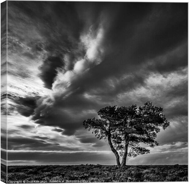 Egton's Lonely Tree Under A Dramatic Sky - Square Series 2 Canvas Print by Inca Kala