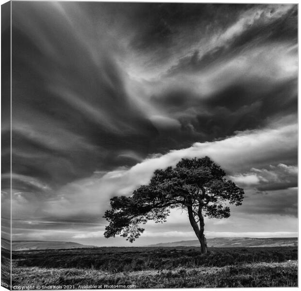 Egton's Lonely Tree Under A Dramatic Sky - Square Series 3 Canvas Print by Inca Kala