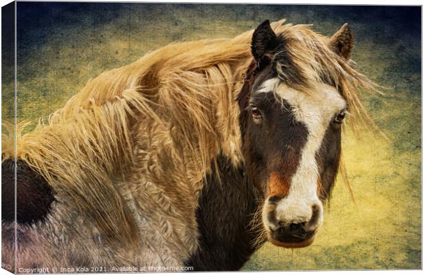 Harris The Horse and His Mane Canvas Print by Inca Kala