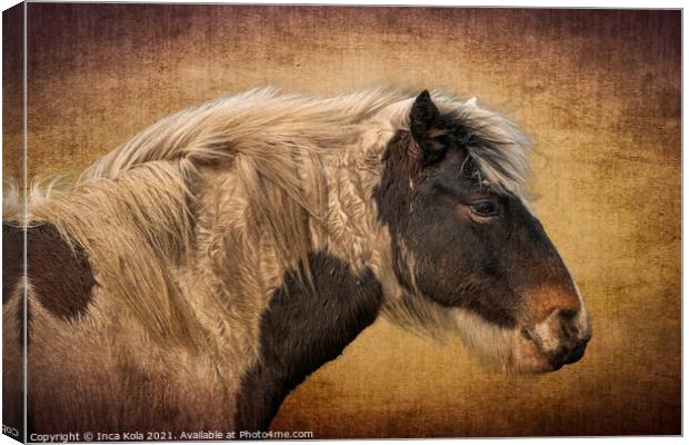 Harris A Horse in Profile  Canvas Print by Inca Kala