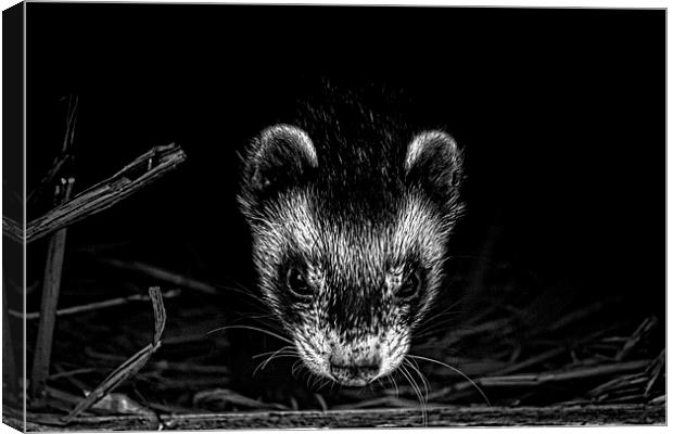 Ferret peeks out Canvas Print by anna collins