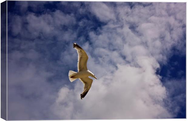 Heavenly Seagull Canvas Print by anna collins