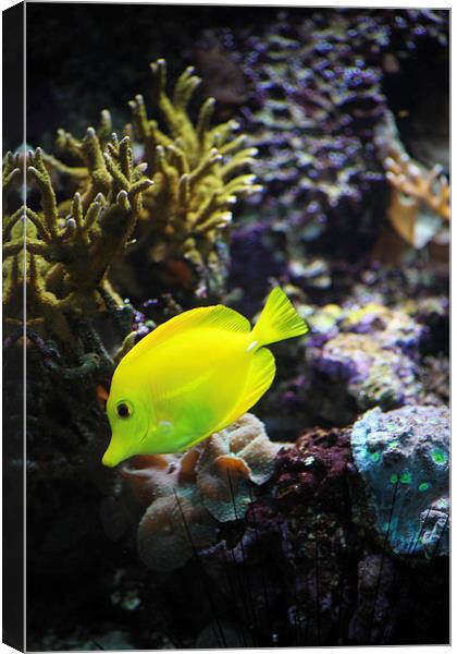 Yellow Marine Fish amongst coral Canvas Print by anna collins