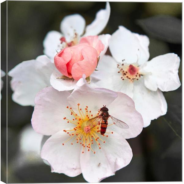 Hover fly on blossom Canvas Print by anna collins