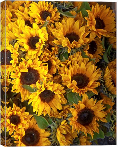 a bed of sunflowers Canvas Print by anna collins