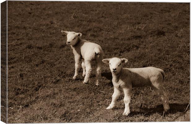 Twin Spring Lambs Canvas Print by anna collins