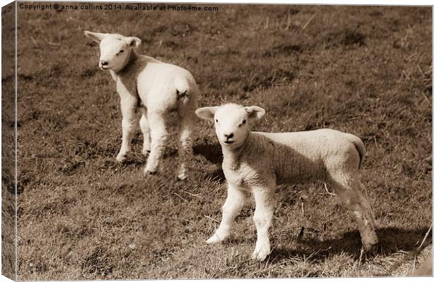  Newborn twin lambs in Sepia Canvas Print by anna collins