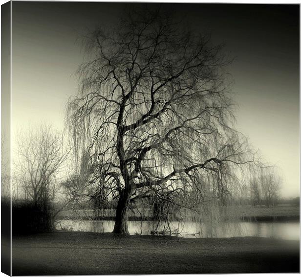 Weeping Willow Canvas Print by Kate Towers