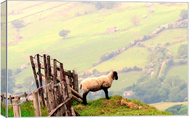 Long Way Down ... Canvas Print by Kate Towers