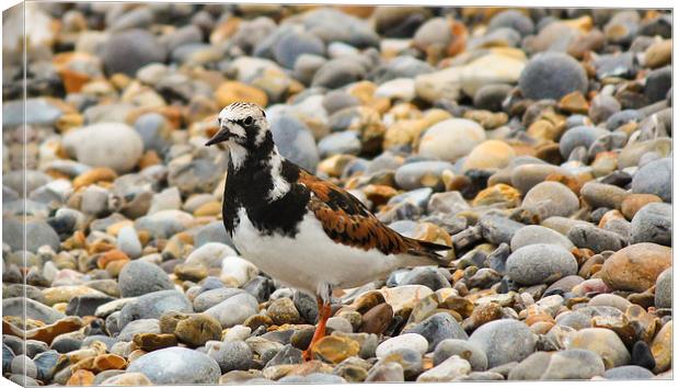 Turnstone at Sheringham Canvas Print by Stewart Nicolaou