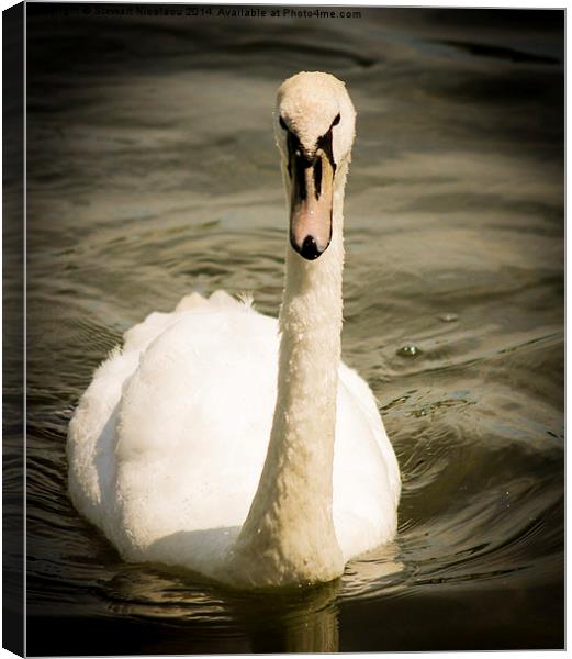 The Swan at Leybourne Lakes Canvas Print by Stewart Nicolaou