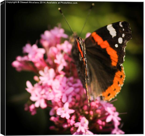 The Butterfly Canvas Print by Stewart Nicolaou