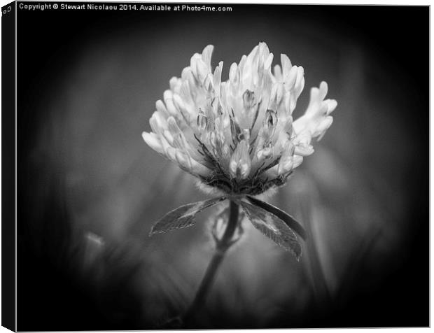 The Little Wild Flower Canvas Print by Stewart Nicolaou