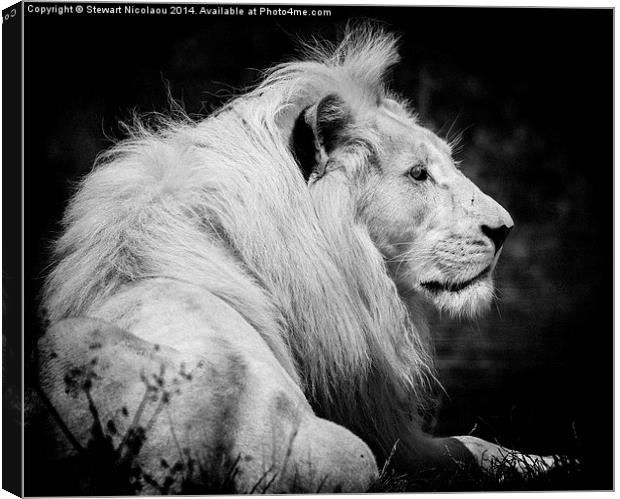 King of the Jungle Canvas Print by Stewart Nicolaou