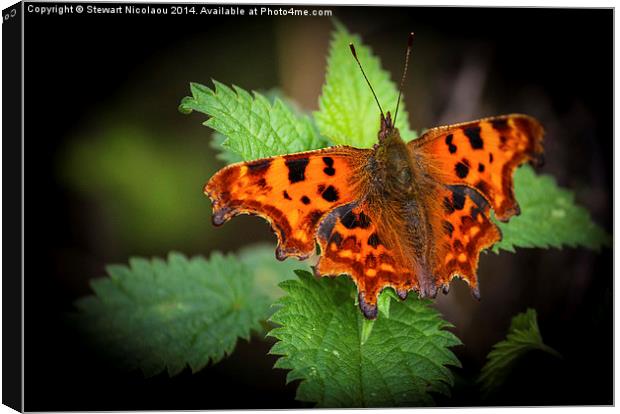  Beautiful Comma Butterfly  Canvas Print by Stewart Nicolaou