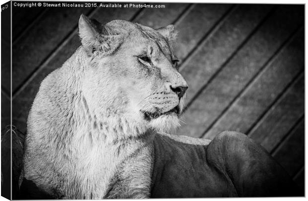 Lioness  on the Lookout Canvas Print by Stewart Nicolaou