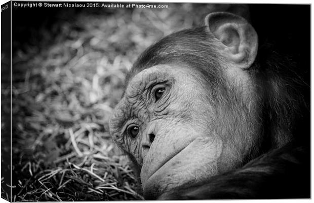 The Sad Little Chimpanzee  Canvas Print by Stewart Nicolaou