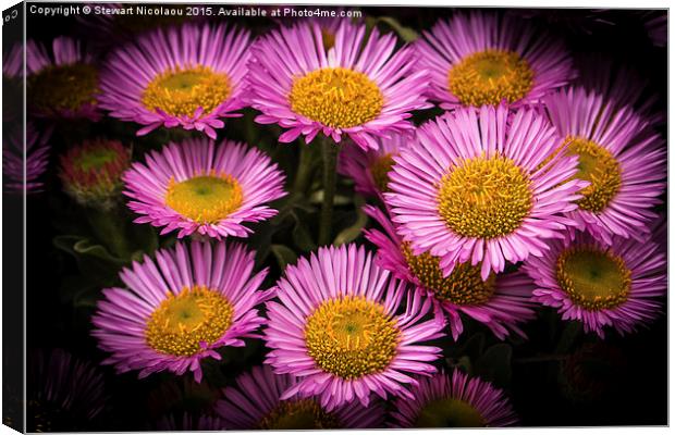 Pink Little daisys  Canvas Print by Stewart Nicolaou