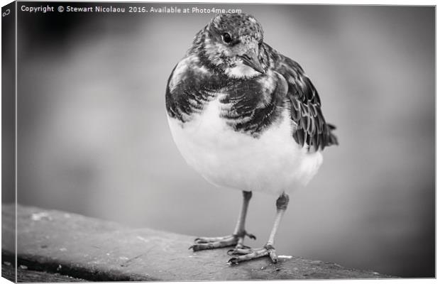 Whitstable's Famous Harbour Bird Canvas Print by Stewart Nicolaou